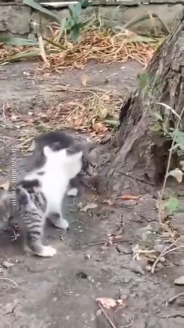 Котики 🐈🐈🐈