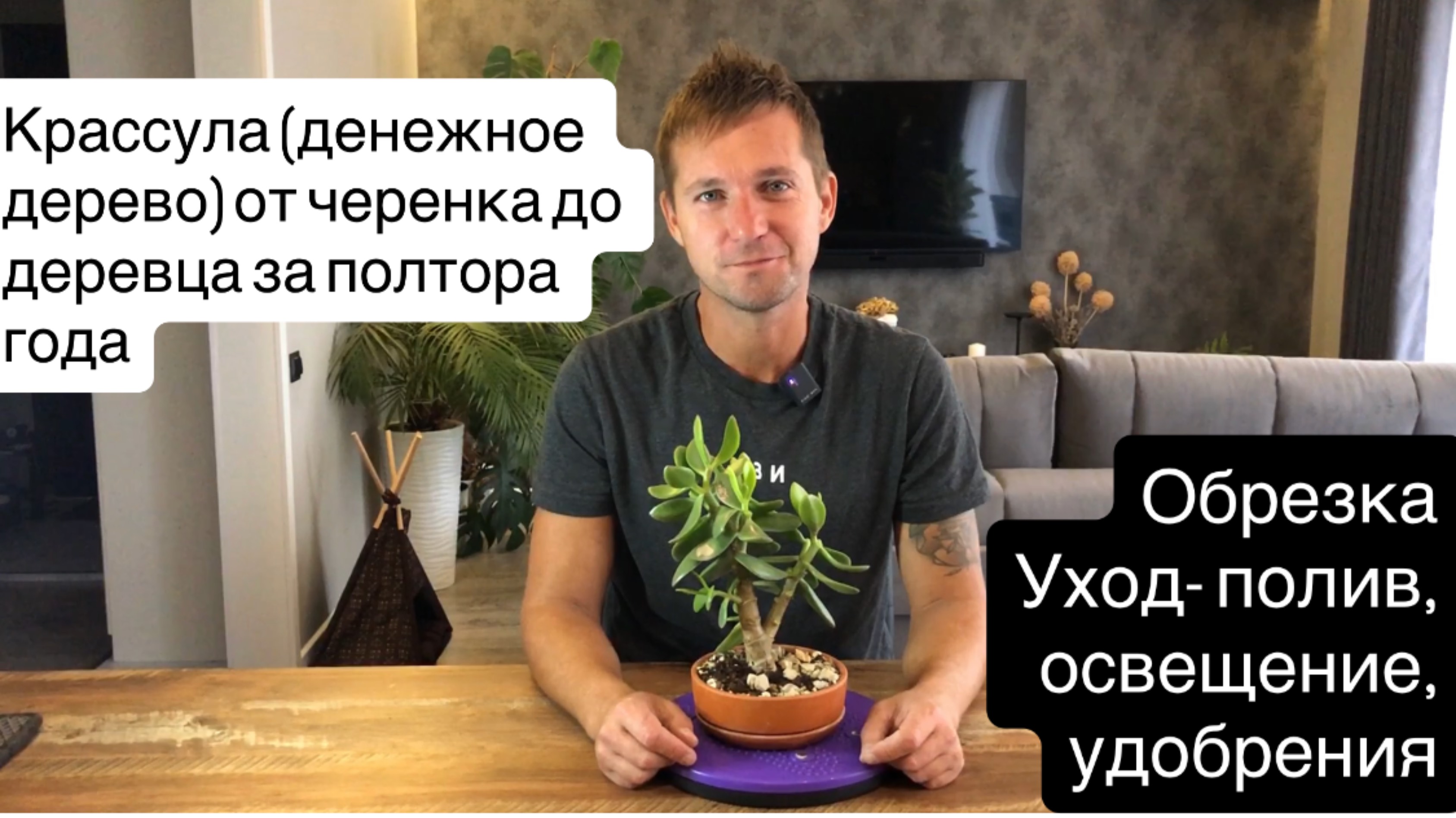 Крассула (денежное дерево) от черенка до деревца за полтора года.