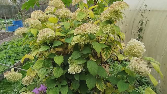 Осенняя обрезка гортензии. Чтобы получить пышное и обильное цветение.