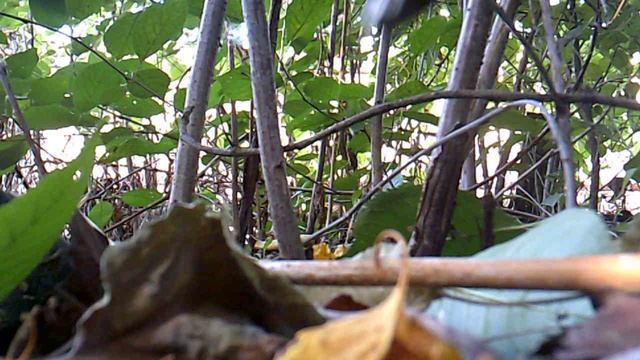 Удаление поросли