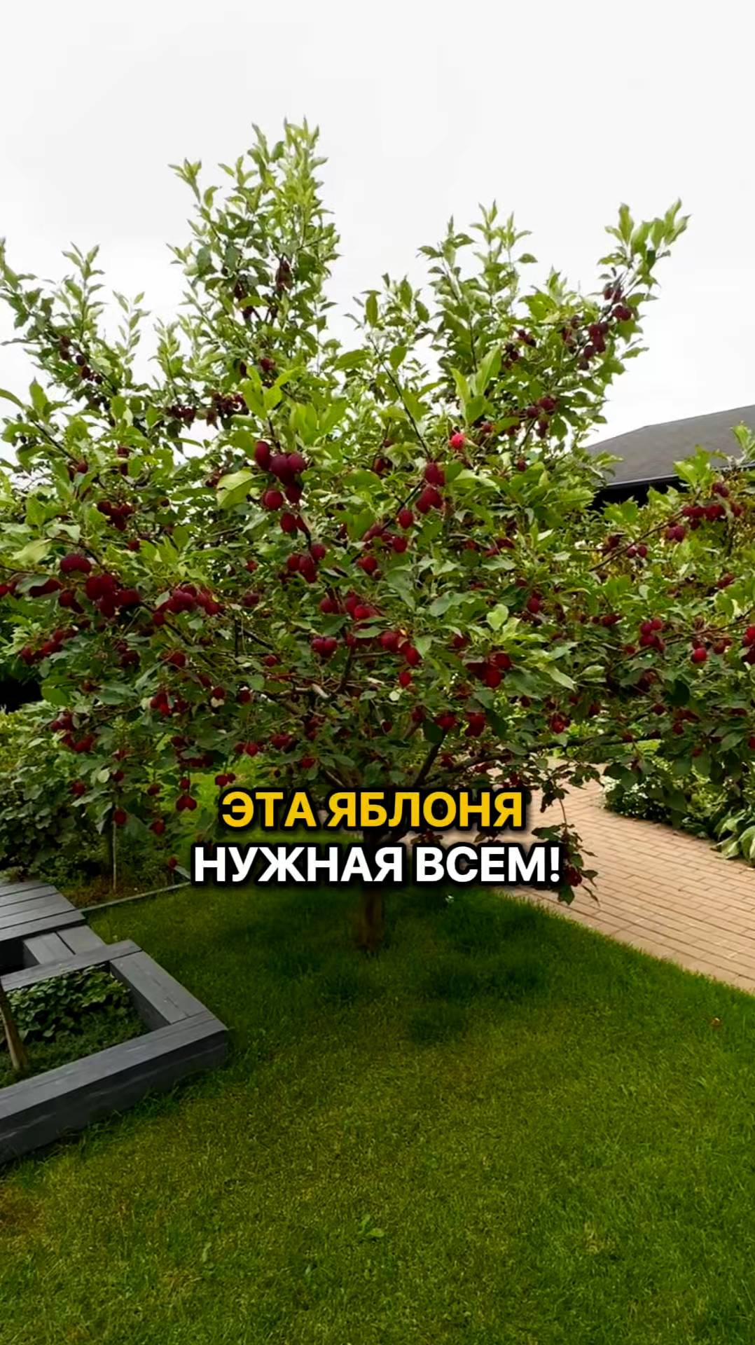 Почему эта яблоня нужна ВСЕМ?