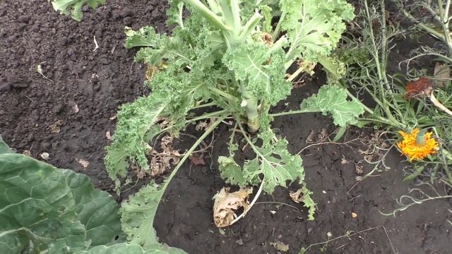 Урожайность капусты