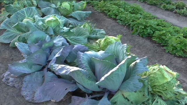 Участок 1 октября