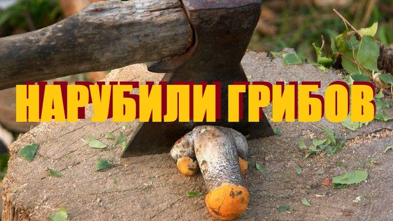 Тихая охота по калининградским лесам/Везём кота на маникюр/Берёзовские карьеры-мы всё-таки добрались