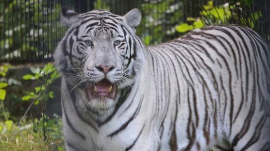 Тигренок Кови играет с чурками и наводит порядок в своем вольере.