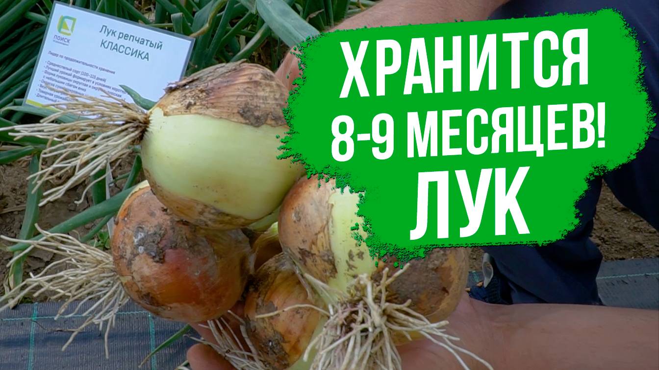 Этот сорт репчатого лука лидер по продолжительности хранения!