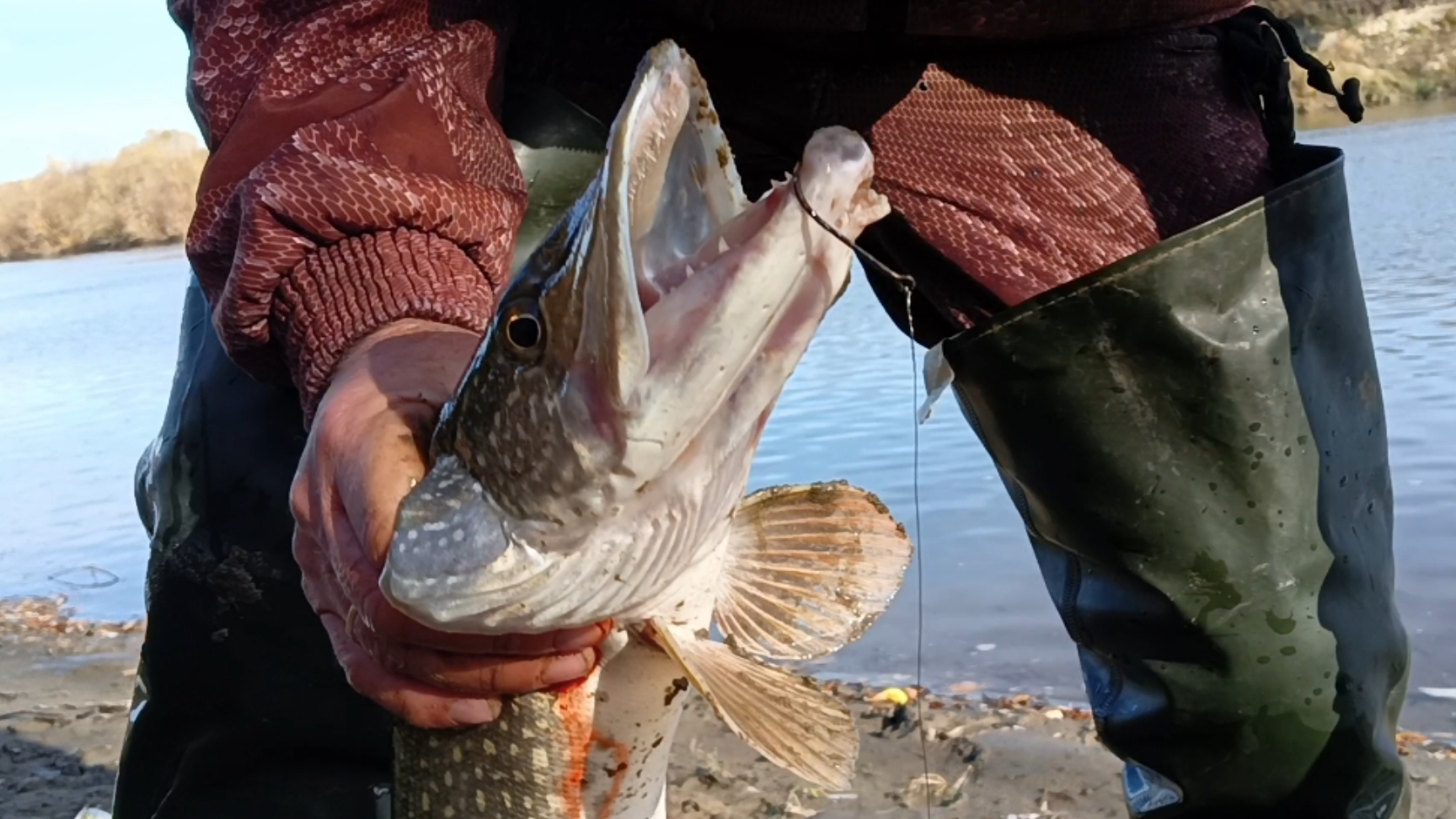 Активный жор хищников.Проверка закидушек.30.09.25г.