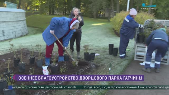 Высадка роз в Дворцовом парке Гатчины