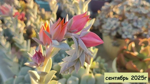 Прекрасное преображение эхеверии Раньона! Было/стало за 1 год.