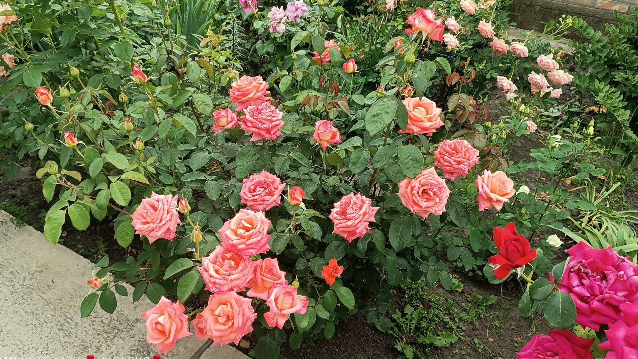 Розы 30 сентября.