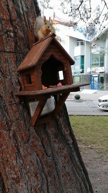 Геленджик. Белка и кот. Смотреть до конца.