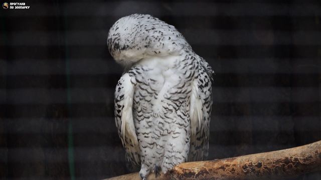 Семья полярных совушек. Ленинградский зоопарк