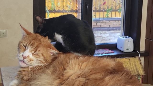 Адъютант Его Превосходительства. His Excellency's Aide-de-Camp