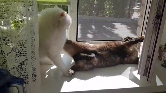 Леся и Сёма - Новая техника ведения боя