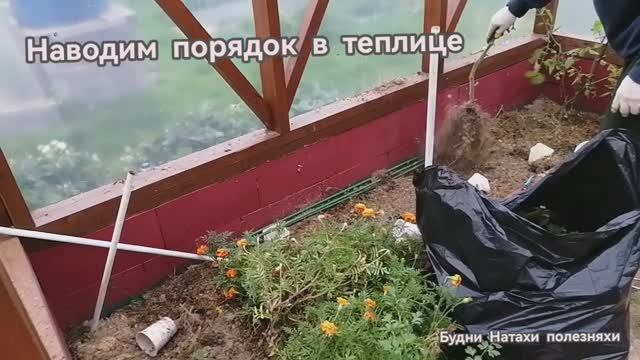 Уборка в теплице!