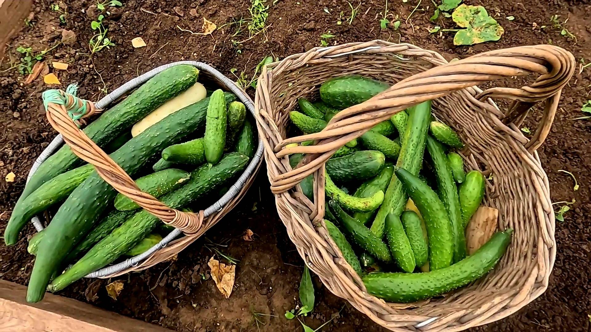 Правильно обрабатываем Огуречную Теплицу от Болезней и Вредителей Осенью!!