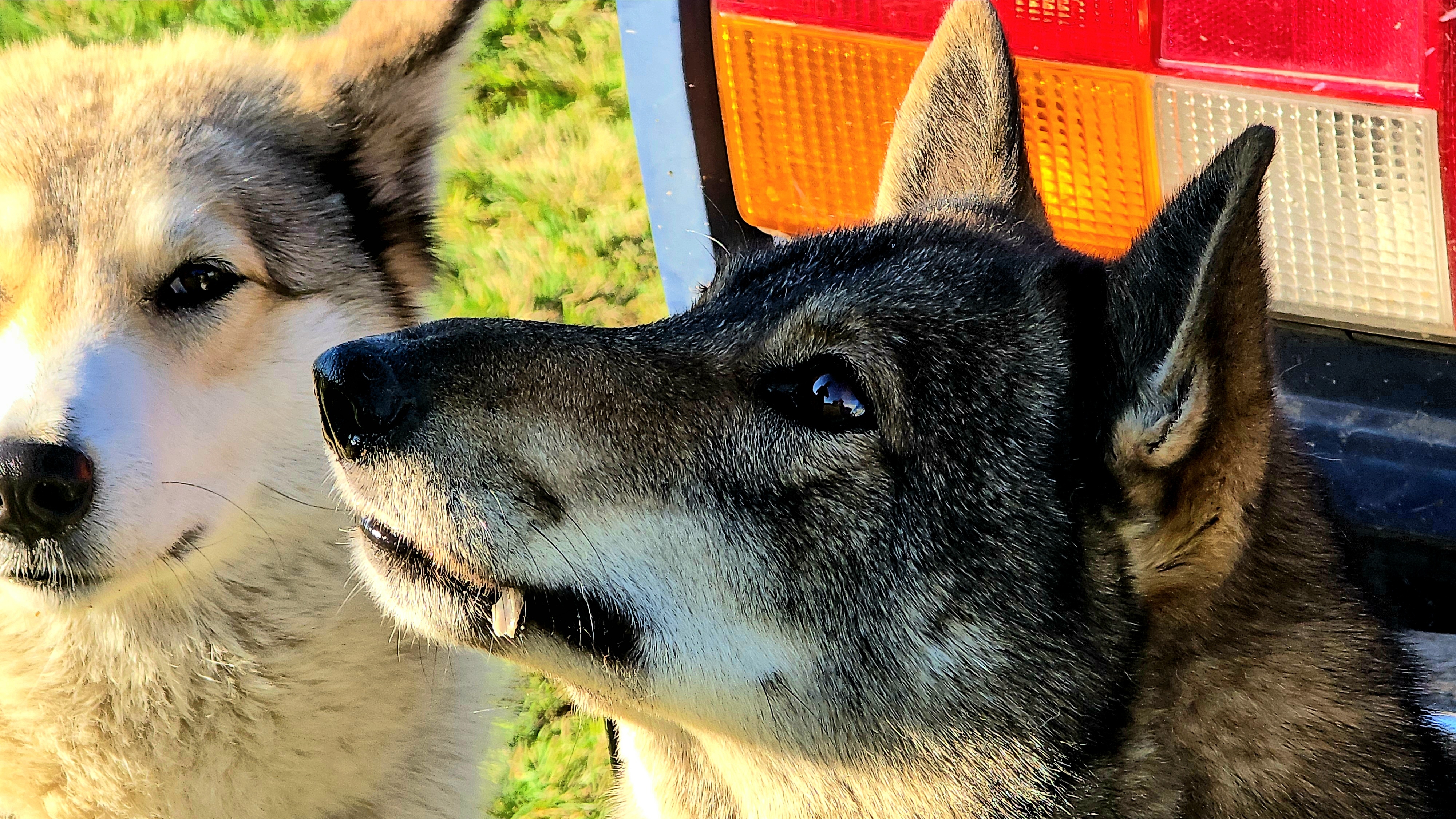 Рыба на прощанье