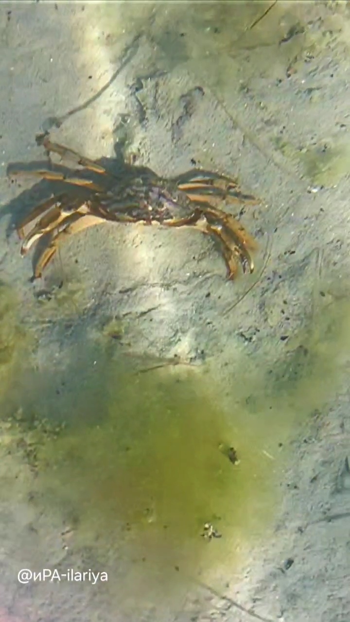 Крабьи бега. Черное море