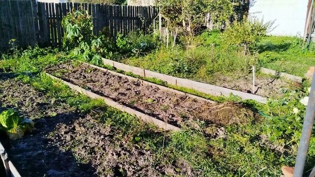 Наступили первые заморозки. Пора собирать огурцы и томаты в теплице.