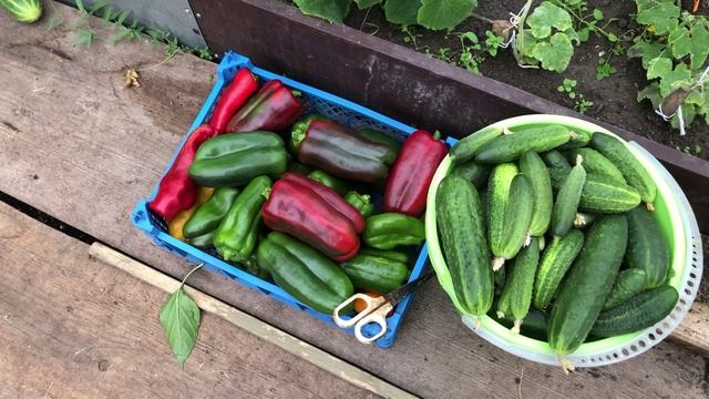 Про помидоры огурцы и перцы