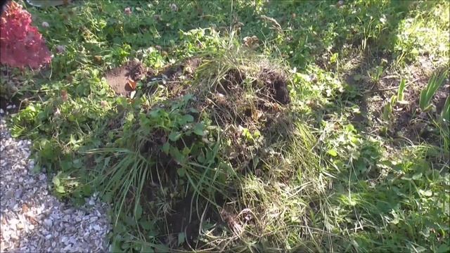 Мой фильм Облагораживаем цветник