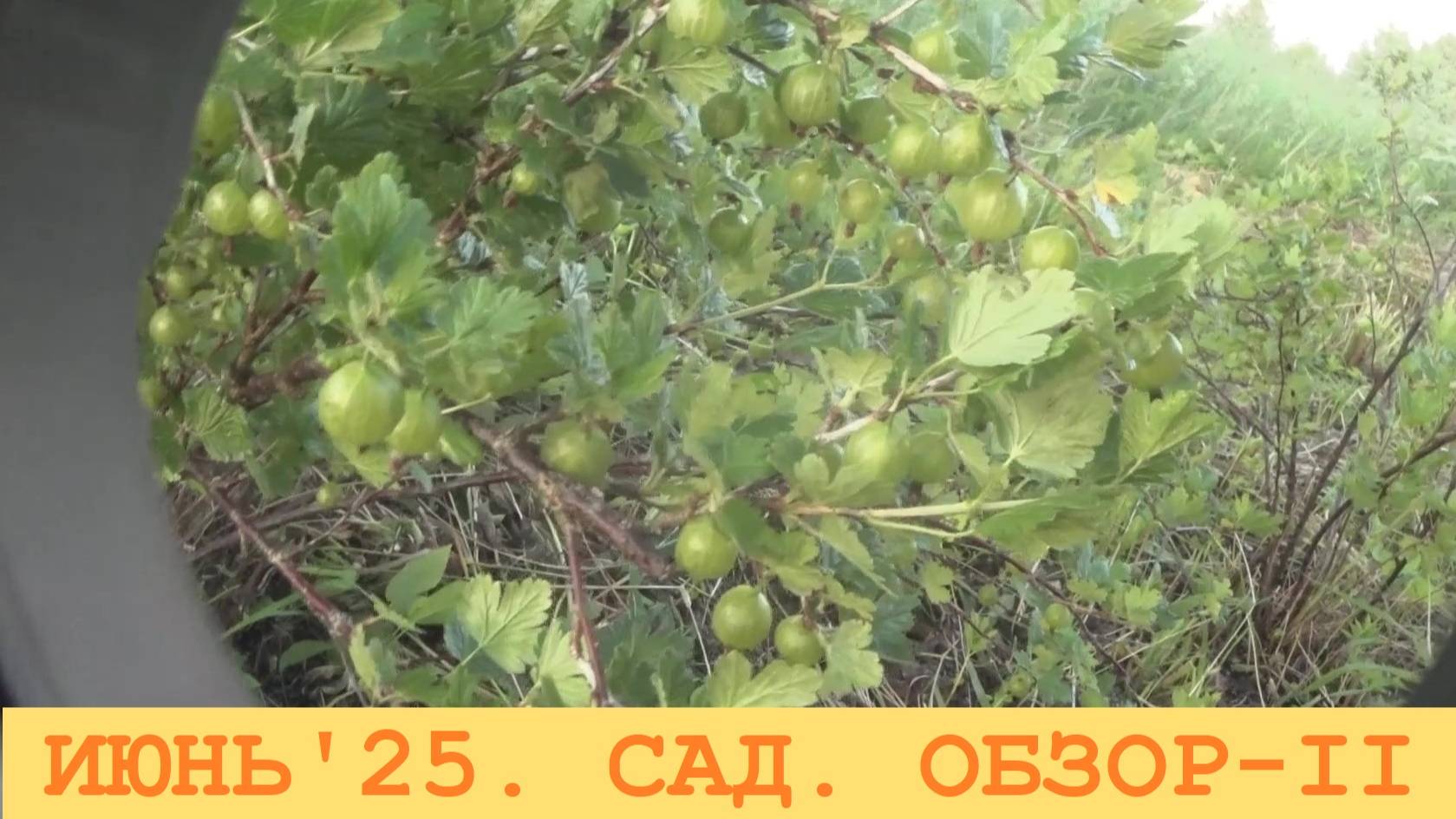 2025 Июнь. Очередной обход сада через неделю.