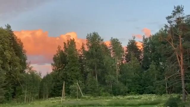 Ленинградская область. Хвойное. 06.07.2024. Зарница