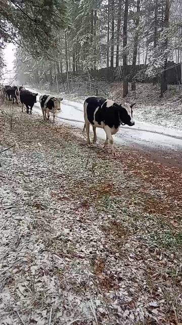 Домой, на сено 1.10.25