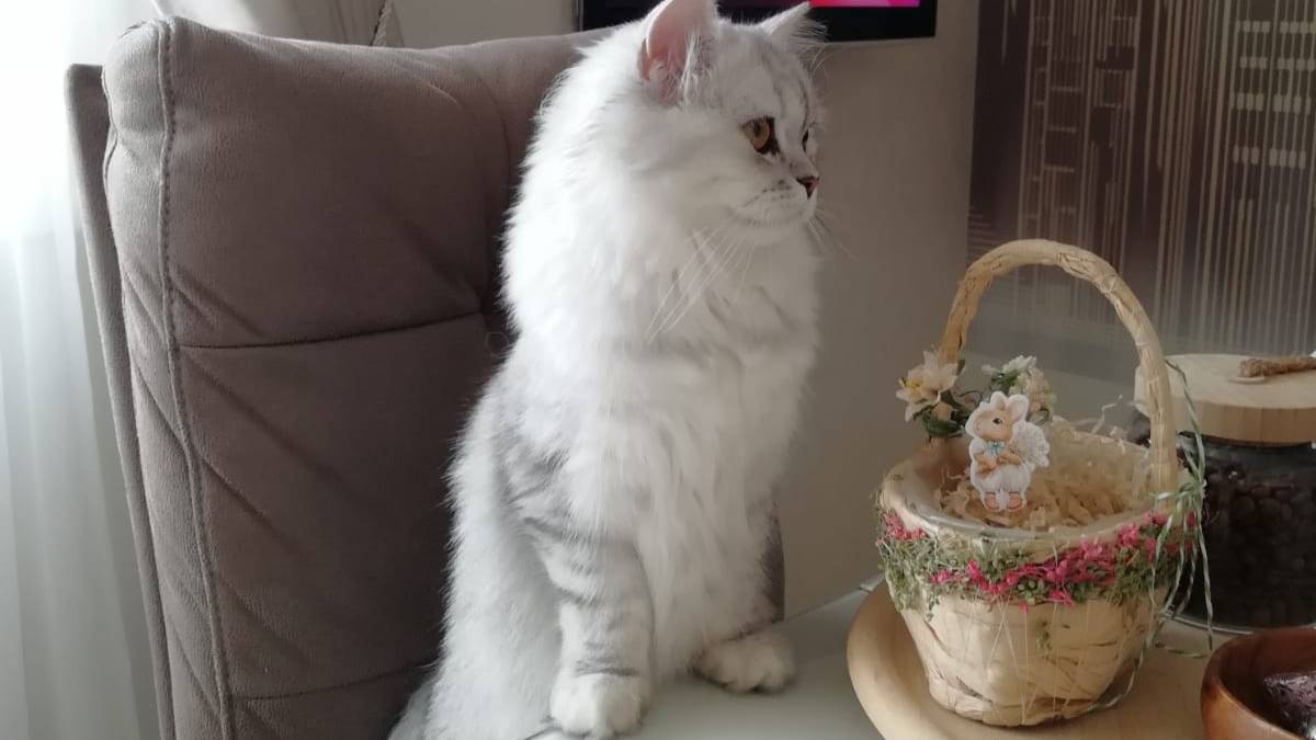 Посмотрите, как ведет себя котенок, когда хозяева уехали в отпуск...