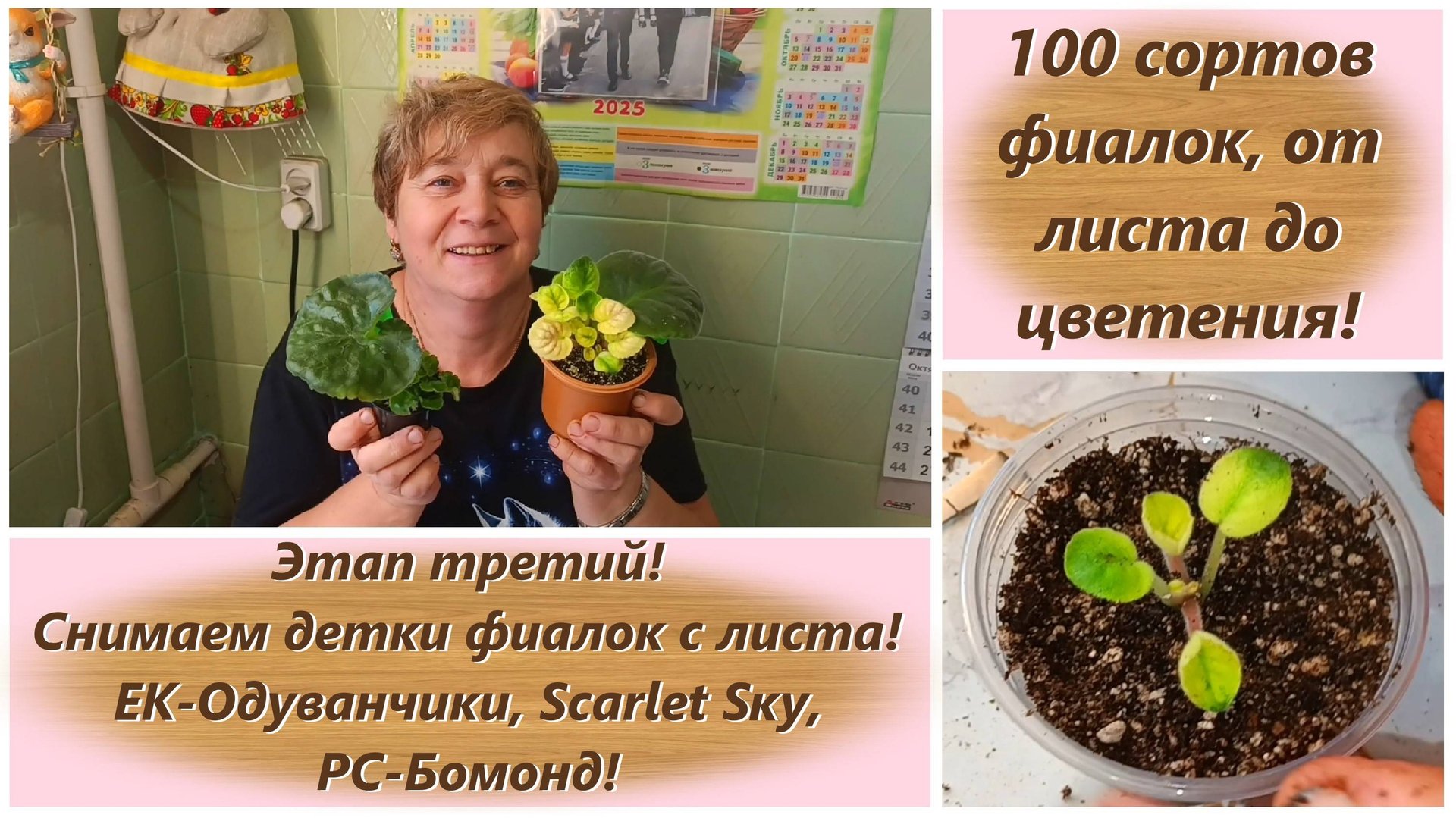 100 сортов фиалок, от листа до цветения! Этап третий! Снимаем детки фиалок с листа!