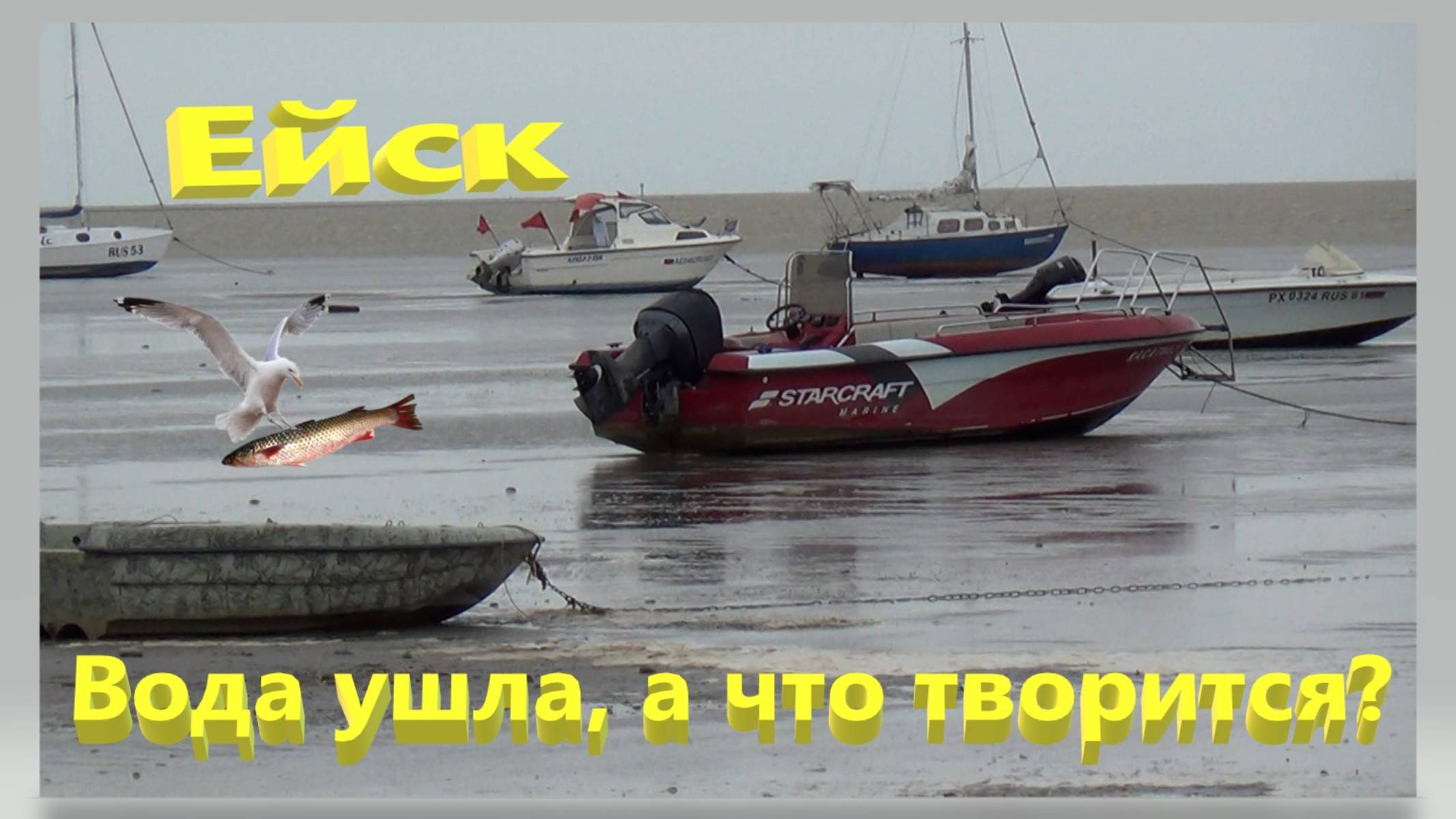 Воду угнало. Что творится на пляжах. Рыбу хоть руками собирай. Ейск.