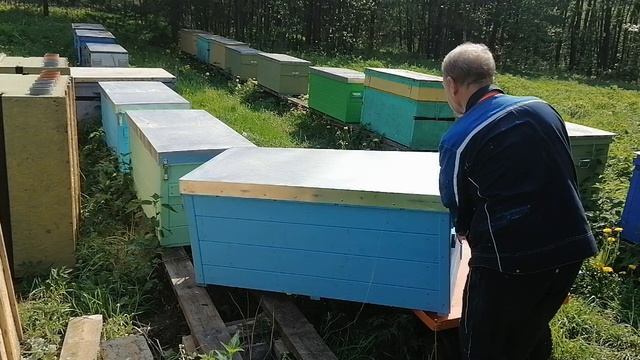 Легко и быстро переставляю ульи-лежаки на увеличенную рамку, один без помощников в 60 лет