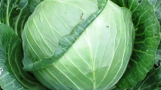 Когда и как удалять нижние листья у поздней капусты