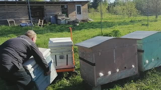Изругался пока установил ульи Дадан с пчёлами, а ульи лежаки Якимова без проблем десятками ставлю