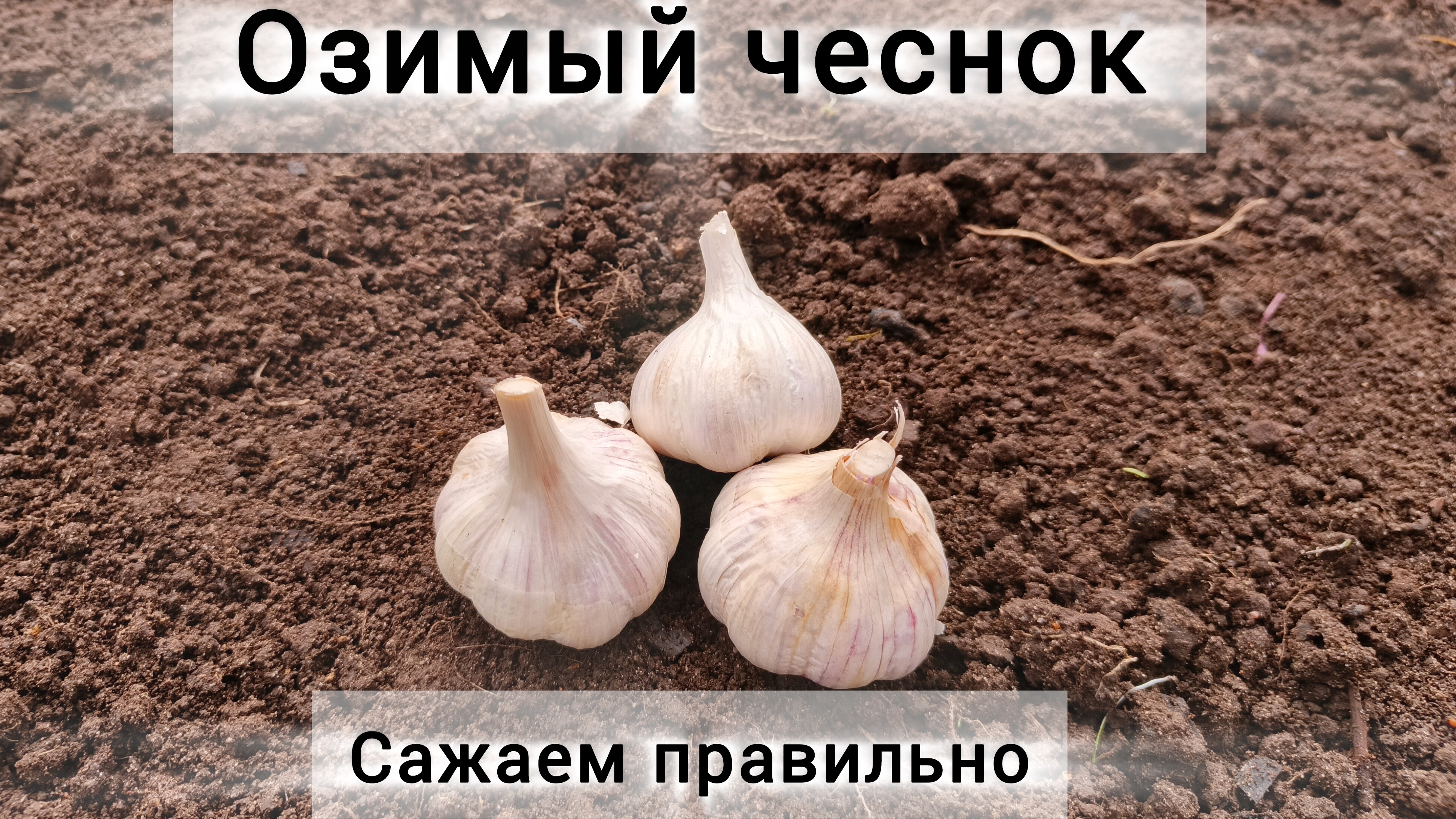 🧄Сажаю озимый чеснок. Сроки, что добавить в лунки, как правильно засыпать
