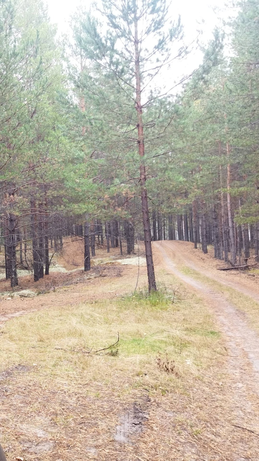 НАХОДКИ В ЛЕСУ