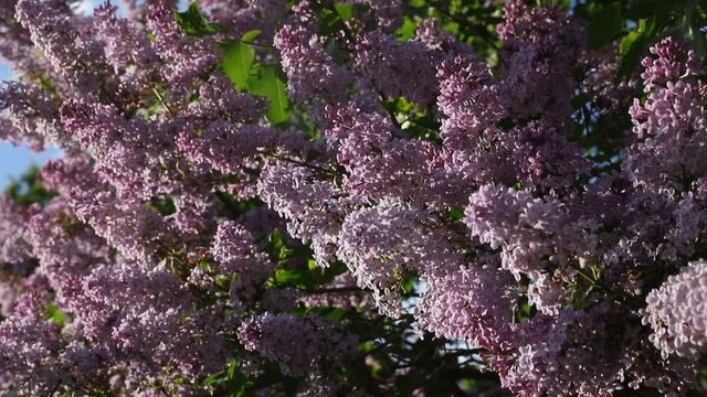 Видеопоэзия. Константин Кедров