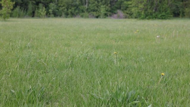 Видеопоэзия. Константин Кедров