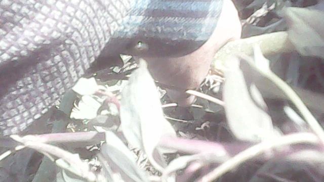 Обзор взаимного роста кустов тыквы "Голиаф" и "Богатырская сила"