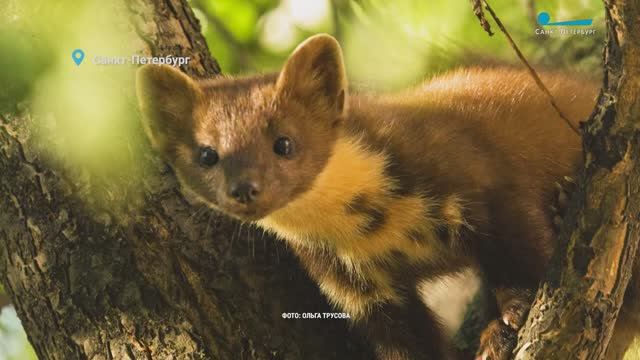 Куда летят серые утки, что не поделили вороны и куница и почему барсук не следит за фигурой