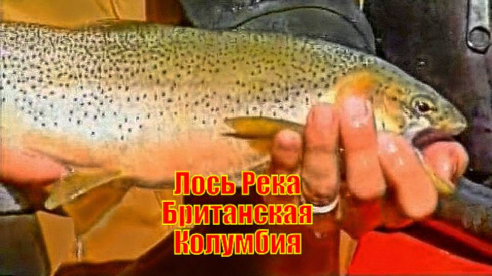 Лось Река Британская Колумбия