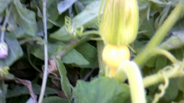 Вот цветок НЕ пустоцвет! Под ним зреет тыква.