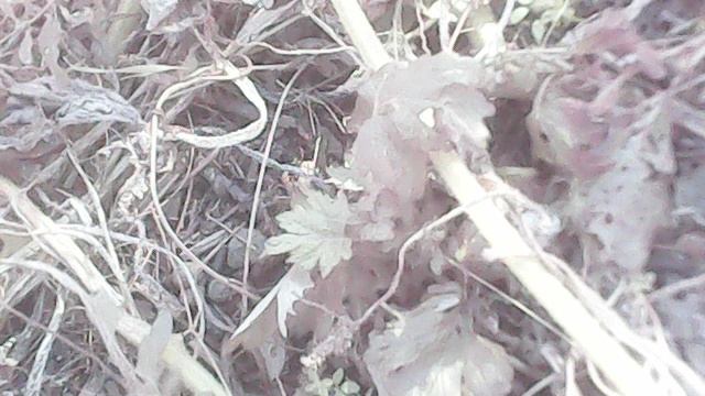 Удаляю тыквенные растения  этого года сорта Улыбка