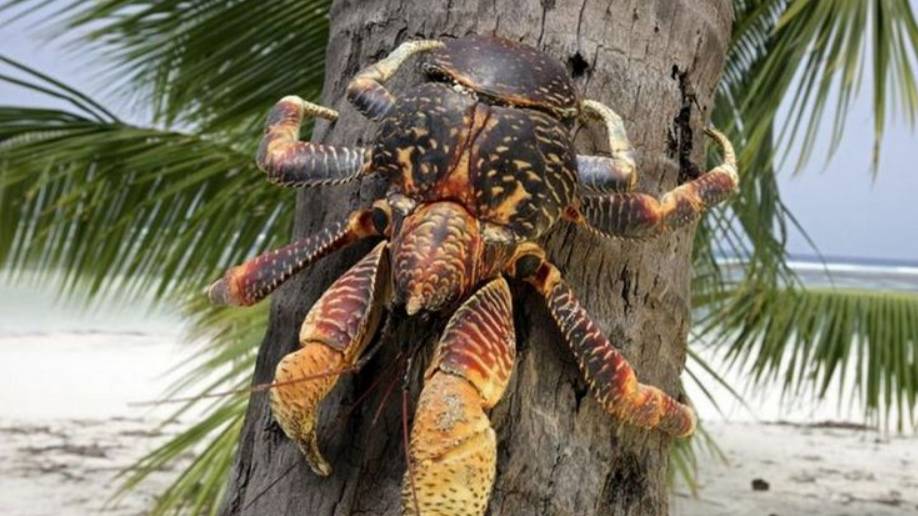 Пальмовый вор