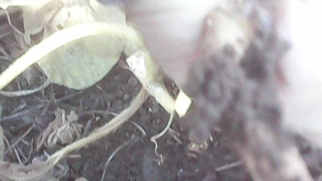 Удаляю тыквенные растения сорта Улыбка