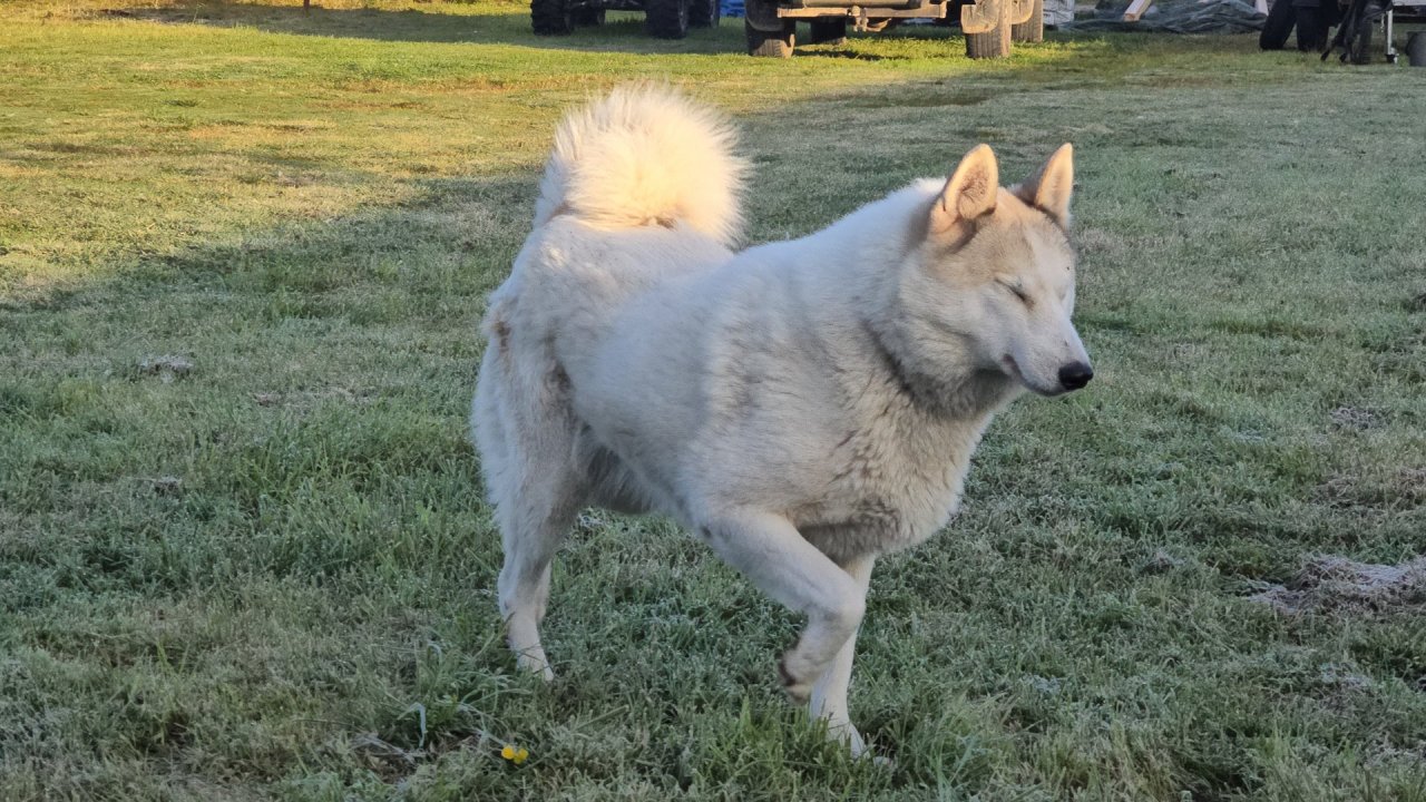 Белкунье девять лет