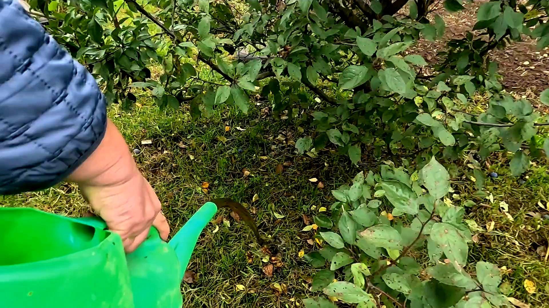 Подкормка плодовых деревьев осенью!!