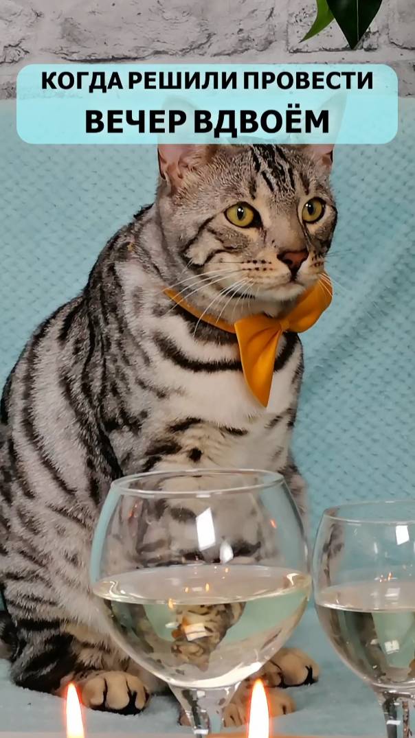 Вечер вдвоём😻