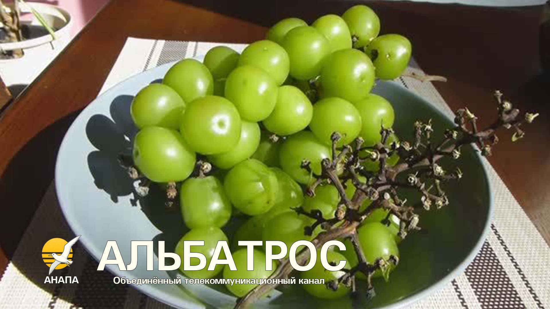 Китайский виноград: зелёный, плотный и с характером