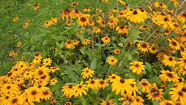 1.8.25г.  Сын Выкосил вокруг Дома!!!  Обзор ОГОРОДА!!!👍  🙂